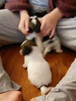 Jax, a male Papillon for sale in Cookeville, TN – 8 of 10