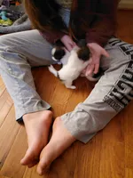 Jax, a male Papillon for sale in Cookeville, TN – 9 of 10
