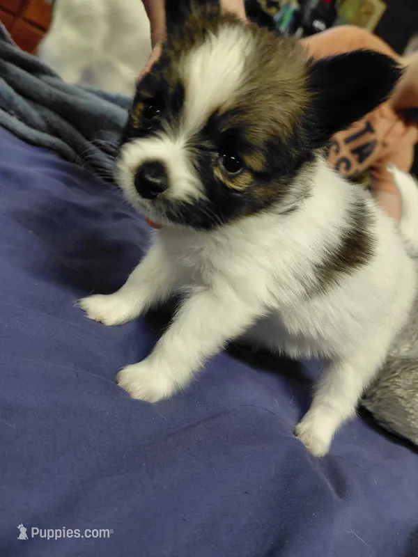 Joker – Papillon puppy for sale in Cookeville, TN