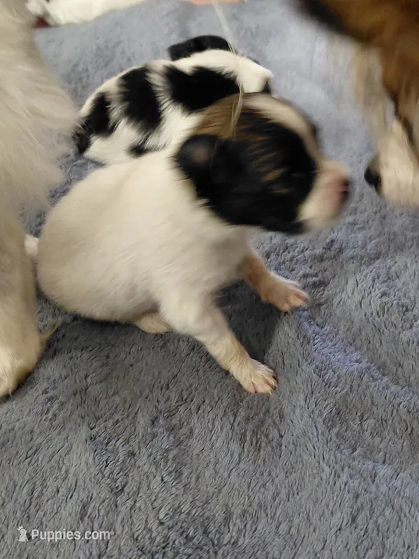 Jax – Papillon puppy for sale in Cookeville, TN