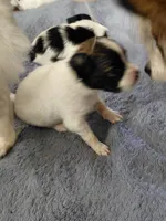 Jax, a male Papillon for sale in Cookeville, TN – 3 of 10