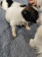 Jax, a male Papillon for sale in Cookeville, TN – 4 of 10