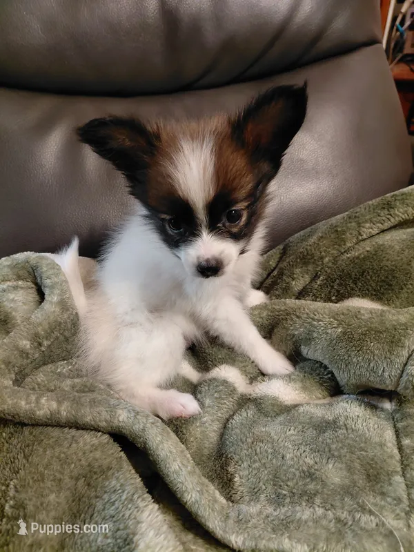 Jax – Papillon puppy for sale in Cookeville, TN