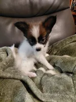 Jax, a male Papillon for sale in Cookeville, TN – 1 of 10