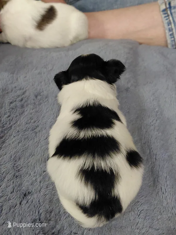Jester – Papillon puppy for sale in Cookeville, TN