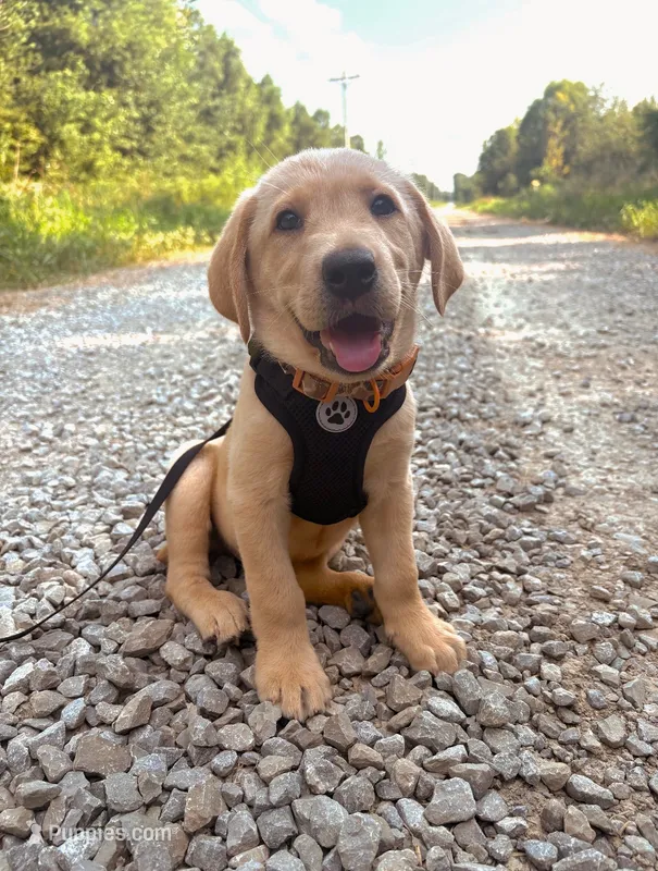 Dutton – Labrador Retriever puppy for sale in Noble, IL
