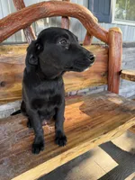Black buddy, a male Labrador Retriever for sale in Noble, IL – 2 of 3