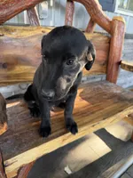 Black buddy, a male Labrador Retriever for sale in Noble, IL – 3 of 3
