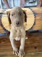 Teal collar, a male Labrador Retriever for sale in Noble, IL – 1 of 2