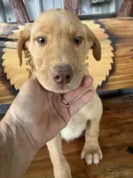 Yellow, a male Labrador Retriever for sale in Noble, IL – 2 of 2