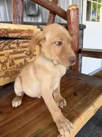 Yellow, a male Labrador Retriever for sale in Noble, IL – 1 of 2