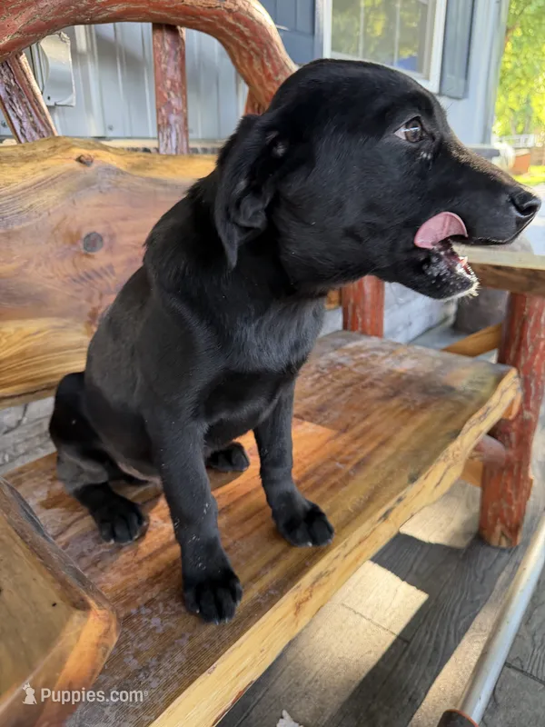 Black buddy – Labrador Retriever puppy on hold in Noble, IL