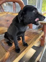 Black buddy, a male Labrador Retriever for sale in Noble, IL – 1 of 3