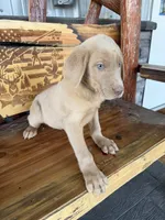 Buddy, a male Labrador Retriever for sale in Noble, IL – 1 of 2