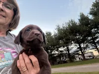 Marley girl 1, a female Labrador Retriever for sale in Noble, IL – 7 of 8