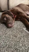 Marley girl 1, a female Labrador Retriever for sale in Noble, IL – 5 of 8