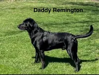 Marley girl 1, a female Labrador Retriever for sale in Noble, IL – 3 of 8