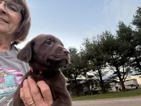 Marley girl 1, a female Labrador Retriever for sale in Noble, IL – 8 of 8