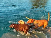 Marley girl 1, a female Labrador Retriever for sale in Noble, IL – 6 of 8