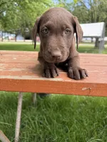 Marley girl 1, a female Labrador Retriever for sale in Noble, IL – 1 of 8