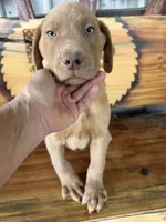 Teal collar, a male Labrador Retriever for sale in Noble, IL – 2 of 2
