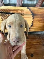 Buddy, a male Labrador Retriever for sale in Noble, IL – 2 of 2