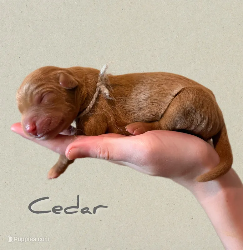 🌿Cedar🌿 – Labradoodle puppy for sale in North Pole, AK