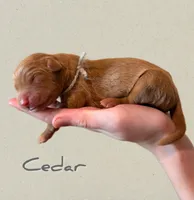 🌿Cedar🌿, a male Labradoodle for sale in North Pole, AK – Photo 3 of 6