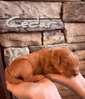 🌿Cedar🌿, a male Labradoodle for sale in North Pole, AK – Photo 2 of 6