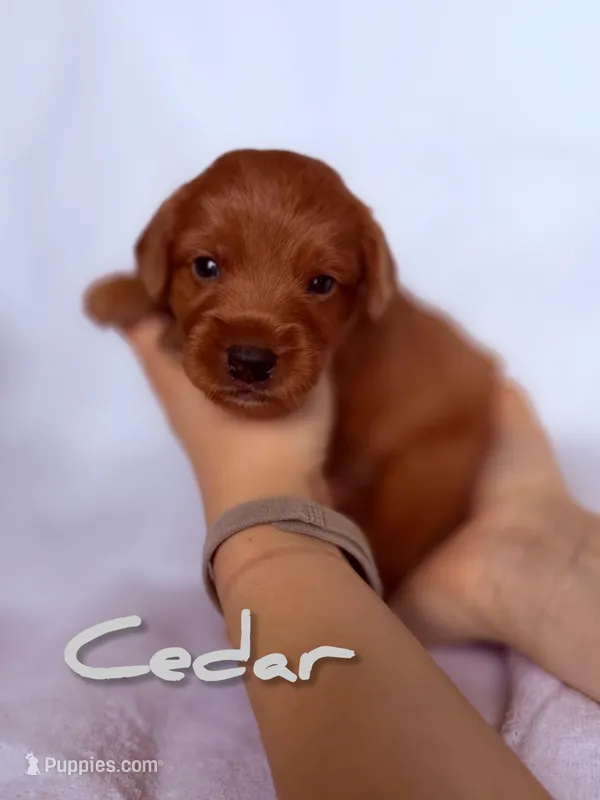 🌿Cedar🌿, a male Labradoodle for sale in North Pole, AK – Photo 1 of 6