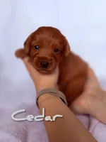 🌿Cedar🌿, a male Labradoodle for sale in North Pole, AK – Photo 1 of 6