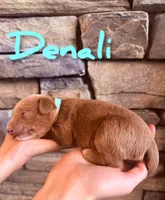 🗻Denali🗻, a male Labradoodle for sale in North Pole, AK – Photo 2 of 6
