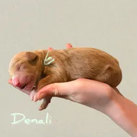 🗻Denali🗻, a male Labradoodle for sale in North Pole, AK – Photo 3 of 6