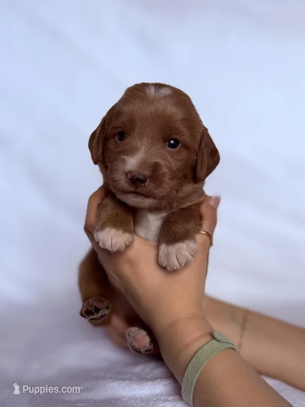 🗻Denali🗻, a male Labradoodle for sale in North Pole, AK – Photo 1 of 6