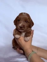 🗻Denali🗻, a male Labradoodle for sale in North Pole, AK – Photo 1 of 6