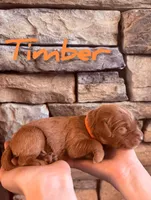 🌲 Timber🌲, a male Labradoodle for sale in North Pole, AK – Photo 2 of 6