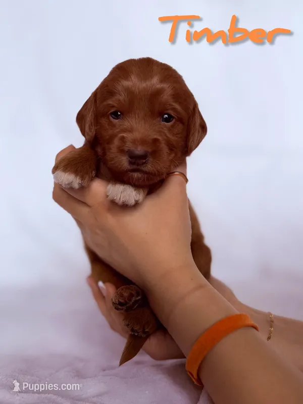 🌲 Timber🌲, a male Labradoodle for sale in North Pole, AK – Photo 1 of 6