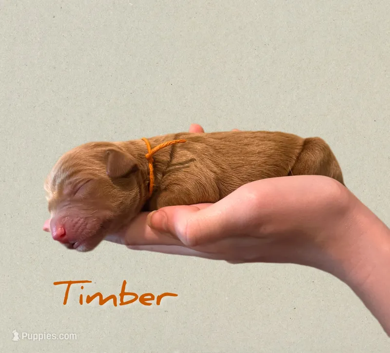 🌲 Timber🌲 – Labradoodle puppy for sale in North Pole, AK