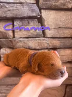 🍂 Cinnamon🍂, a female Labradoodle for sale in North Pole, AK – Photo 2 of 6