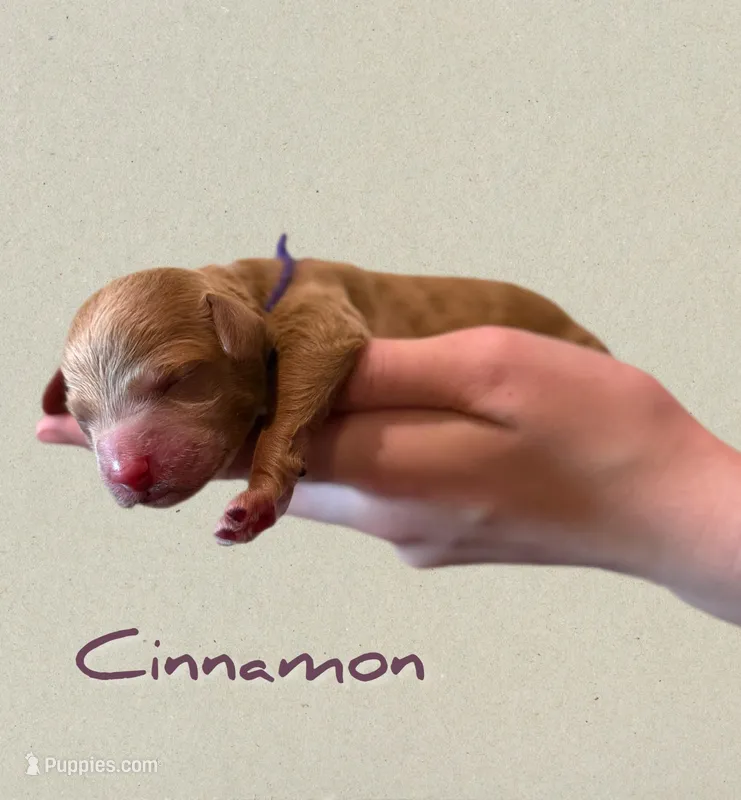 🍂 Cinnamon🍂 – Labradoodle puppy for sale in North Pole, AK