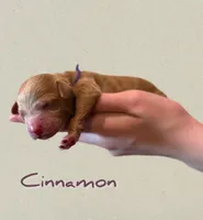 🍂 Cinnamon🍂, a female Labradoodle for sale in North Pole, AK – Photo 3 of 6