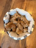 🍂 Cinnamon🍂, a female Labradoodle for sale in North Pole, AK – Photo 5 of 6