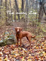 🍂 Cinnamon🍂, a female Labradoodle for sale in North Pole, AK – Photo 6 of 6