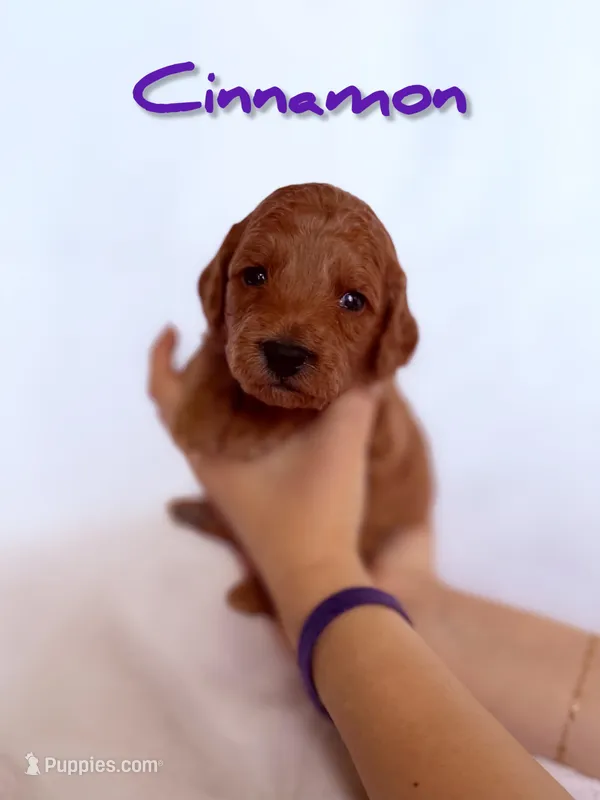 🍂 Cinnamon🍂, a female Labradoodle for sale in North Pole, AK – Photo 1 of 6