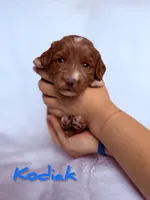 🏔 Kodiak⛰️, a male Labradoodle for sale in North Pole, AK – Photo 1 of 6