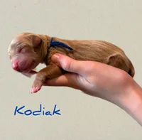 🏔 Kodiak⛰️, a male Labradoodle for sale in North Pole, AK – Photo 3 of 6