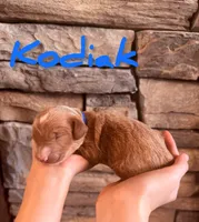 🏔 Kodiak⛰️, a male Labradoodle for sale in North Pole, AK – Photo 2 of 6