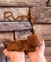 🔥 Rusty 🔥, a male Labradoodle for sale in North Pole, AK – Photo 2 of 6