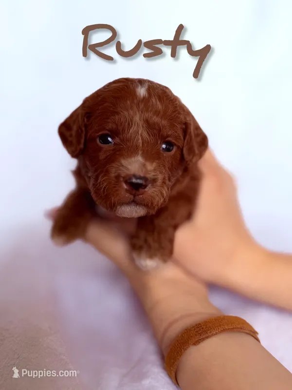 🔥 Rusty 🔥, a male Labradoodle for sale in North Pole, AK – Photo 1 of 6