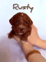 🔥 Rusty 🔥, a male Labradoodle for sale in North Pole, AK – Photo 1 of 6